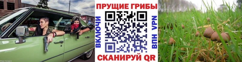 Галлюциногенные грибы прущие грибы Тотьма
